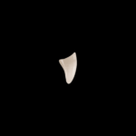 Gold/Silver L27 - immagine 2